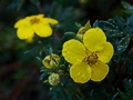 Potentilla fruticosa IMG_1188 Pięciornik krzewiasty